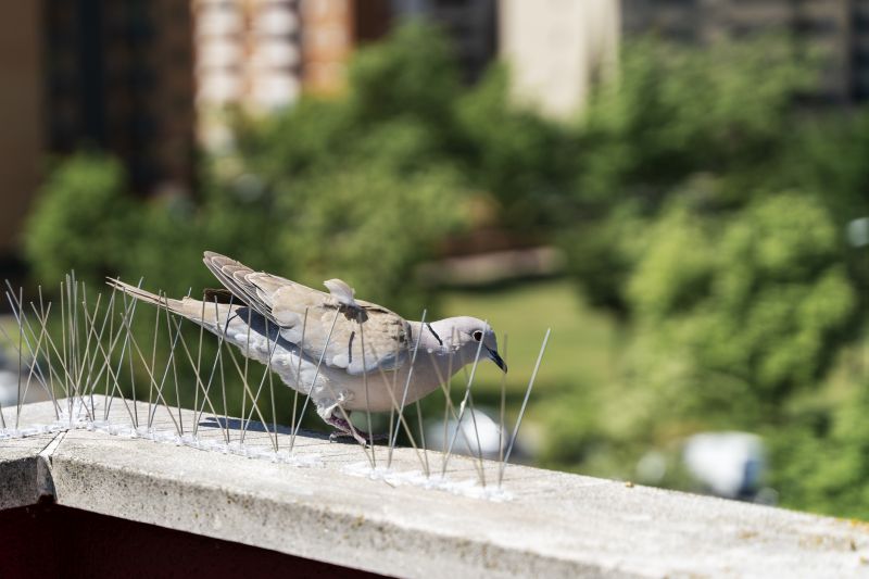 Bird Spikes Installation Cost — Cost of Bird Spikes Installation