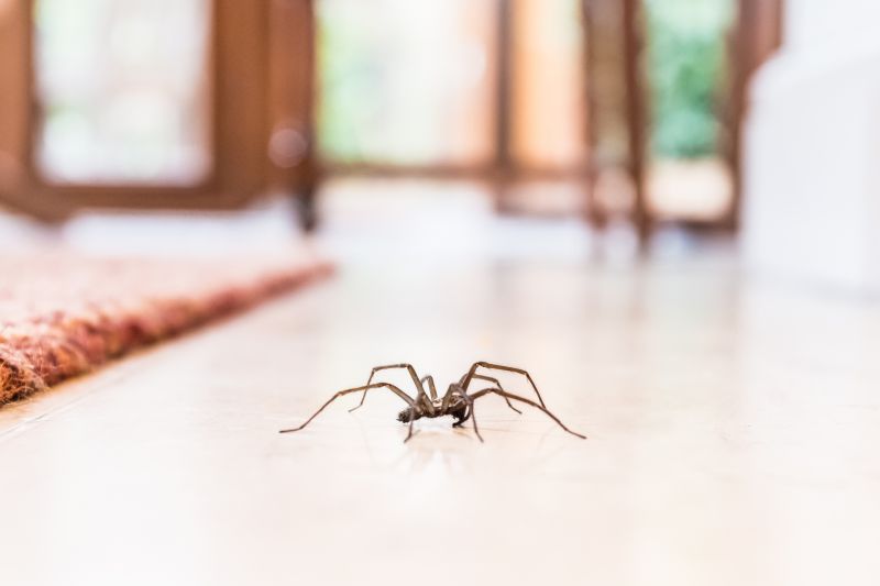 Spider Control Service in Frisco, TX